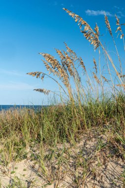 Sahilde deniz yulafı ya da deniz yulafı - Nags Head North Carolina - Outer Banks
