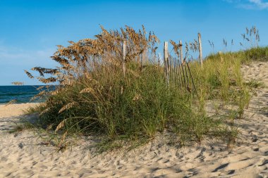 Patch of sea grass or sea oats on the beach - Nags Head North Carolina - Outer Banks clipart