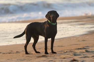 Kara Labrador Retriever köpeği plajda, gün doğumunda. Deniz kıyısındaki kumda dururken salyaları akıyor.