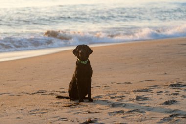 Kara Labrador Retriever köpeği plajda, gün doğumunda. Oturuyorum.