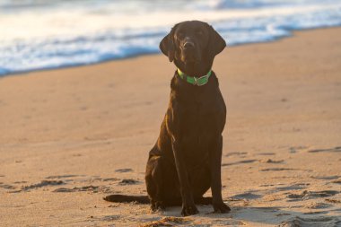 Siyah Labrador Retriever köpeği sahilde, güzelce oturuyor. Dış Kıyılar, Kuzey Carolina