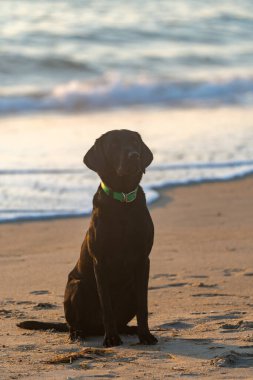 Siyah Labrador Retriever köpeği sahilde, güzelce oturuyor. Dış Kıyılar, Kuzey Carolina