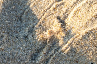 Kumsalda hayalet yengeç, Nags Head Sahili, Outer Banks, Kuzey Carolina