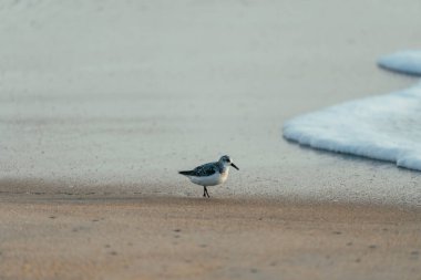 Sanderling walking on a Nags Head beach in the sand looking for food. Outer Banks North Carolina clipart