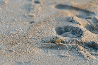 Ghost crab popping out of its hole on the beach. Nags Head, North Carolina Outer Banks clipart