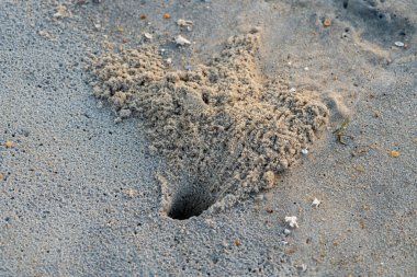 Nags 'ta büyük bir hayalet yengeç deliği. Outer Banks' deki Kuzey Carolina sahilinde.