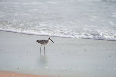 Willet ya da Sanderling Kuzey Carolina 'nın dış kıyılarındaki Nags Head Sahili' nde yiyecek arıyorlar.