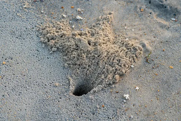 Nags 'ta büyük bir hayalet yengeç deliği. Outer Banks' deki Kuzey Carolina sahilinde.