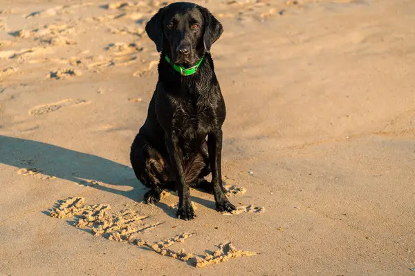 stock image Black Labrador dog sitting on the beach, with his name Willy written in the sand