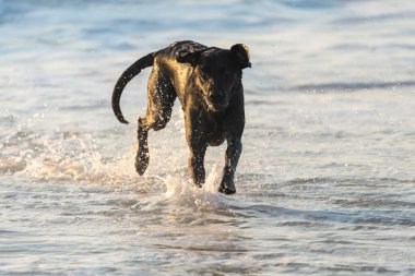 Plajda siyah Labrador Retriever köpeği sörf yapıyor ve kumlarda gülüp eğleniyor. Dış Kıyılar, Kuzey Carolina