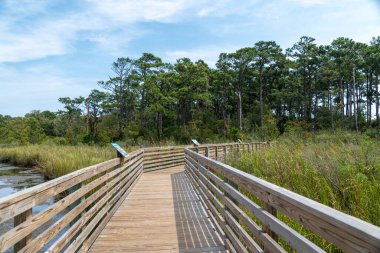 Corolla, Kuzey Carolina 'daki Currituck Banks Estuarine Reserve' de sahil yolunda yürüyen patika..