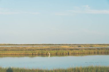 Cape Hatteras 'ın kıyı sulak alanları ve bataklığı Ulusal Deniz Kıyısı - Dış Kıyılar Kuzey Carolina