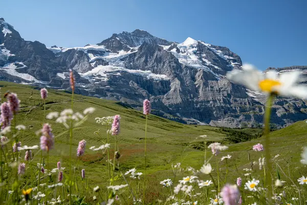 İsviçre 'nin Berner Oberland Alpleri' ndeki Kleine Scheidegg 'de beyaz papatyaların ve diğer renkli kır çiçeklerinin güzel bir karışımı.