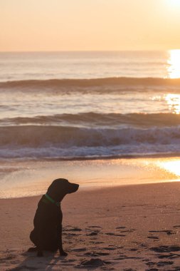 Sahilde siyah Labrador Retriever köpeği, başka tarafa bakıyor, gündoğumu Outer Banks, Kuzey Carolina