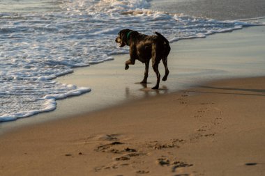 Siyah labrador Retriever sahilde yürüyor, okyanusta yüzmeye gidiyor.