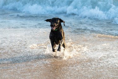 Kara labrador av köpeği güneş doğarken okyanusta sörf yapıyor.