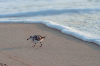 Sanderling kuşu Atlantik Okyanusu 'nun dalgalarından yiyecek aramak için kaçar. Nags Head, Kuzey Carolina