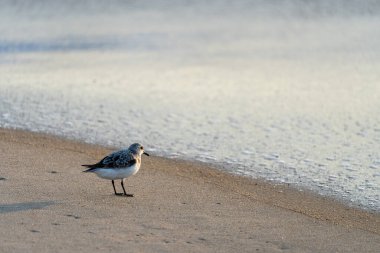 Sanderling kuşu Atlantik Okyanusu 'nun dalgalarından yiyecek aramak için kaçar. Nags Head, Kuzey Carolina