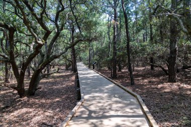 Currituck Banks Reserve, Kuzey Carolina Outer Banks 'de sahil yürüyüşü patikası.