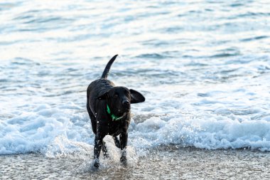 Kara labrador av köpeği okyanustan sahile doğru koşuyor.