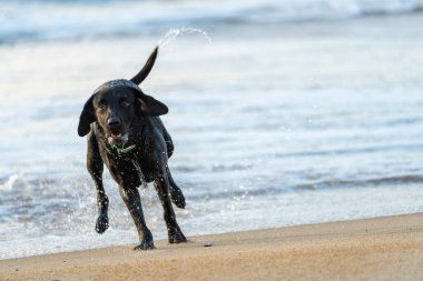 Kara labrador av köpeği okyanustan sahile doğru koşuyor.