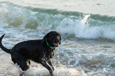 Kara labrador av köpeği okyanusta oynarken eğleniyor.