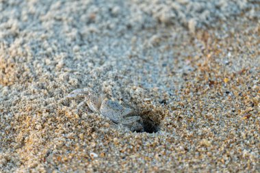 Ghost crab emerging from its hole in the sand clipart