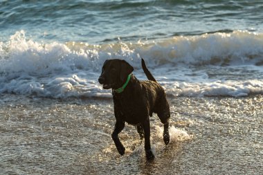 Kara labrador av köpeği okyanusta oynarken eğleniyor.