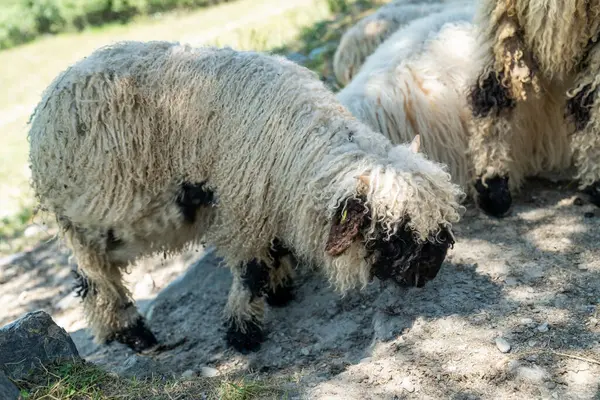 stock image Adorable black nosed sheep, in Zermatt Switzerland