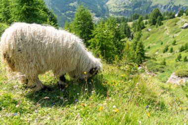 Valais blacknosed sheep, grazing on the grass in the hills of Switzerland clipart