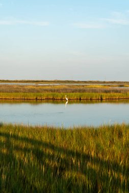Cape Hatteras 'ın kıyı sulak alanları ve bataklığı Ulusal Deniz Kıyısı - Dış Kıyılar Kuzey Carolina