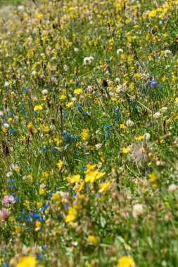 İsviçre 'nin Zermatt yamacında büyüyen büyüleyici kır çiçekleri karışımı.