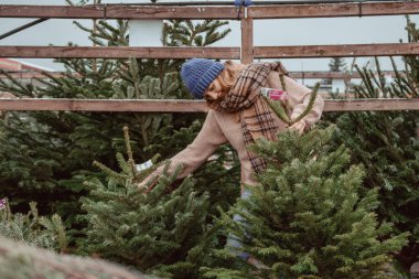 Güzel kız bir Noel ağacı seçiyor. Mavi şapkalı güzel bir kız, eşarp bir Noel ağacı seçiyor..