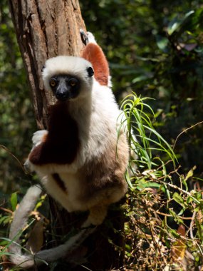 Papazın bukalemununun portresi, I, büyük bir miğfere ve burnunda büyük bir büyümeye sahiptir. Peyrieras Madagaskar Egzotik 'i ayırın