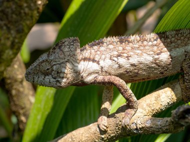 Papazın bukalemununun portresi, I, büyük bir miğfere ve burnunda büyük bir büyümeye sahiptir. Peyrieras Madagaskar Egzotik 'i ayırın