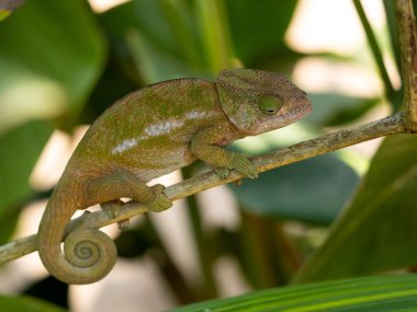 Papazın bukalemununun portresi, I, büyük bir miğfere ve burnunda büyük bir büyümeye sahiptir. Peyrieras Madagaskar Egzotik 'i ayırın
