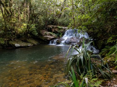 Şelaleli orman deresi. Kirindy Reserve, Madagaskar