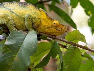 Papazın bukalemununun portresi, I, büyük bir miğfere ve burnunda büyük bir büyümeye sahiptir. Peyrieras Madagaskar Egzotik 'i ayırın