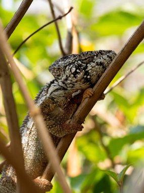 Papazın bukalemununun portresi, I, büyük bir miğfere ve burnunda büyük bir büyümeye sahiptir. Peyrieras Madagaskar Egzotik 'i ayırın