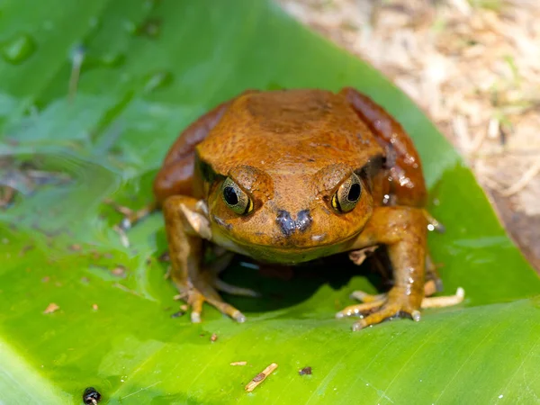 The Tomato Frog,  is a fairly large red colored frog. Rserve Peyrieras Madagascar Exotic