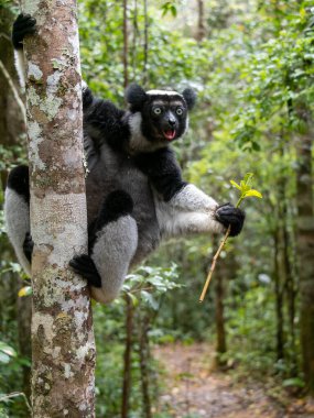 Malagasy devi bukalemun Furcifer oustaleti, Morondava 'nın ana caddesinde bir ağaçta yiyecek arıyor. Madagaskar