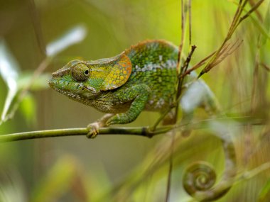 Dişi kısa boynuzlu bukalemun Calumma brevicorne 'un kafasında kendine özgü bir miğfer vardır. Andasibe-Mantadia Ulusal Parkı, Madagaskar
