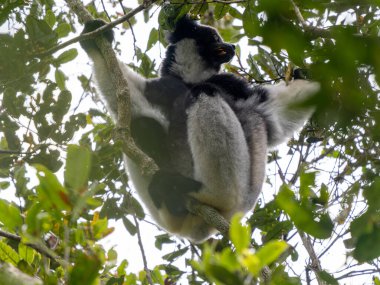 İndri, Indri indri. Bir ağacın tepesinde oturur ve yapraklarla beslenir. Mantadia Ulusal Parkı. Madagaskar