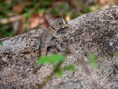 Malagasy Coua iguanian kertenkeleleri, Oplurus madagascariensis, yakalanan Madagaskar çekirgelerini yerler.