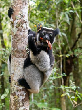 İndri, Indri indri. Kalın gövdeye yapışır ve yaprakları yer. Mantadia Ulusal Parkı. Madagaskar
