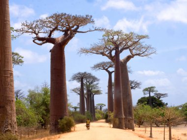 Çok popüler baobab iddiası turistler tarafından sıklıkla karşılanıyor. Madagaskar
