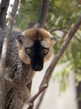 Kırmızı yüzlü bir Kahverengi Lemur 'un portresi, Eulemur rönonları, Güneyli, çevreyi gözlemleyen. Kirindi 'yi, Madagaskar' ı koru.