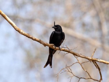Crested Drongo, Dicrurus forficatus Kirindy Özel Rezerv Madagaskar 'da bir şubede oturuyor..
