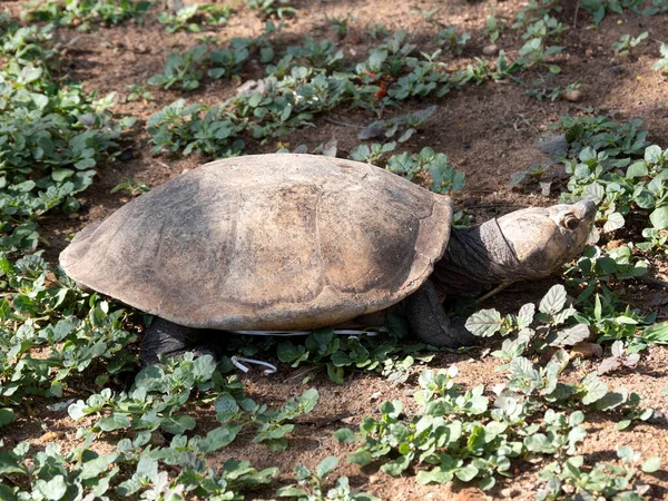 马达加斯加大头龟 Madagascar Big Headed Turtle Erymnochelys Madgani Cariensis 是马达加斯加岛上最大的海龟 图库照片