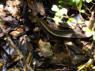 Western Girdled Lizard, Zonosaurus laticaudatus, moving deftly on the ground in foliage, Madagascar